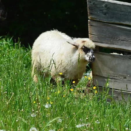 Goscinne Pieninska Parzenica Privat bolig *